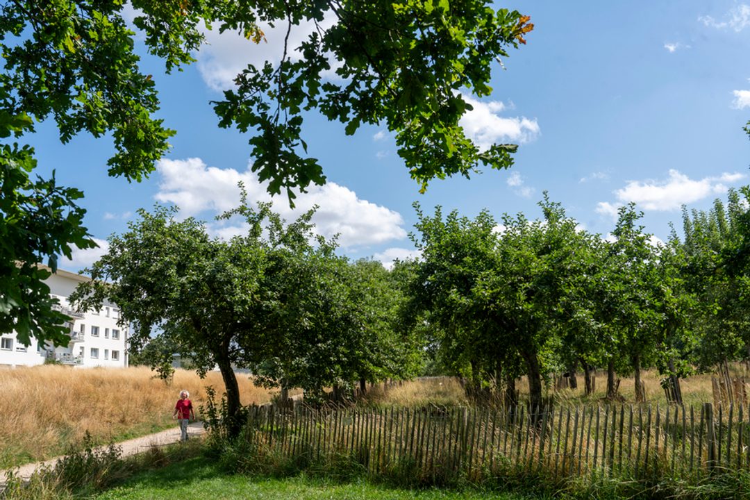 une personne se promène dans le verger du Landry